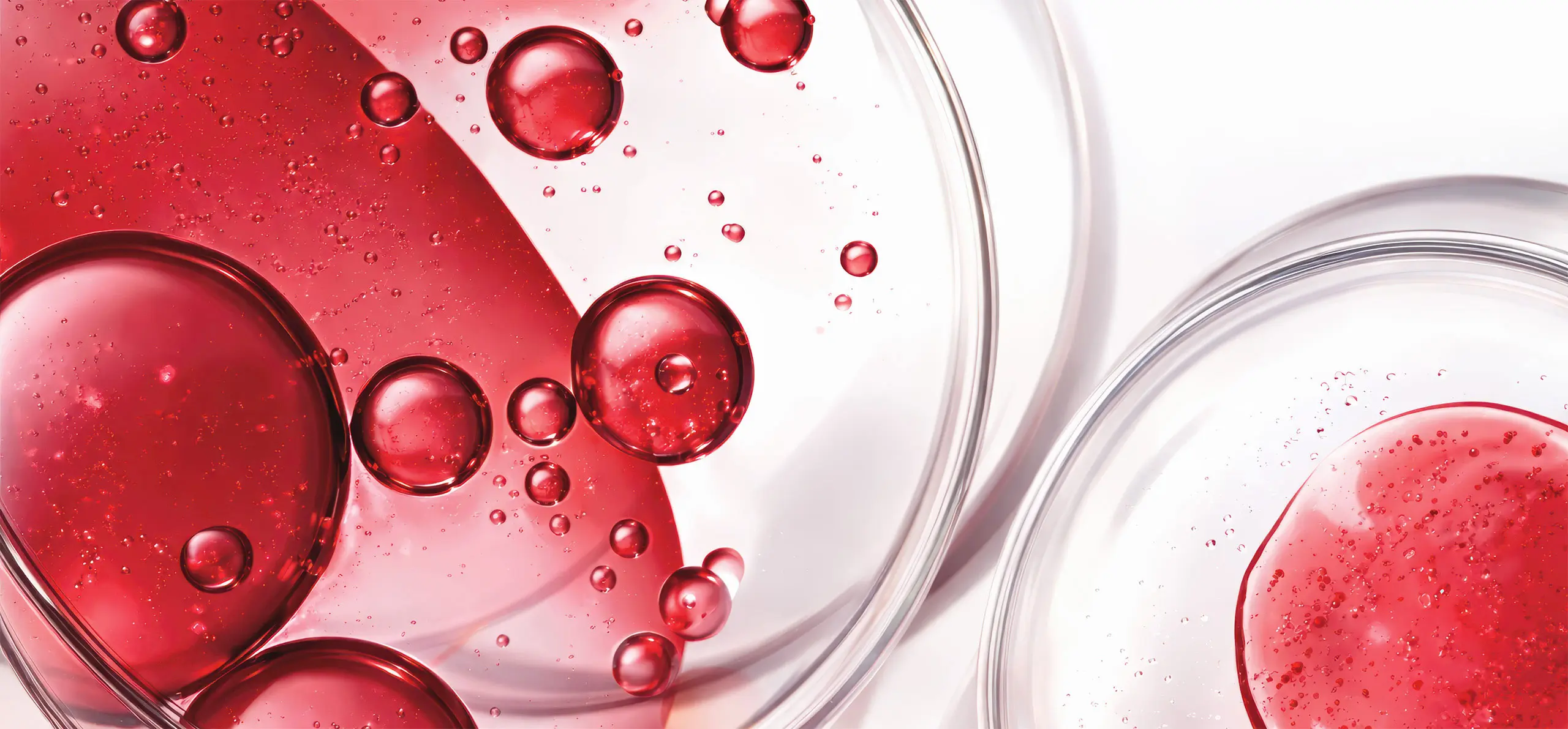 Close-up of red liquid with bubbles in clear petri dishes on a white background, resembling a science or laboratory setting.